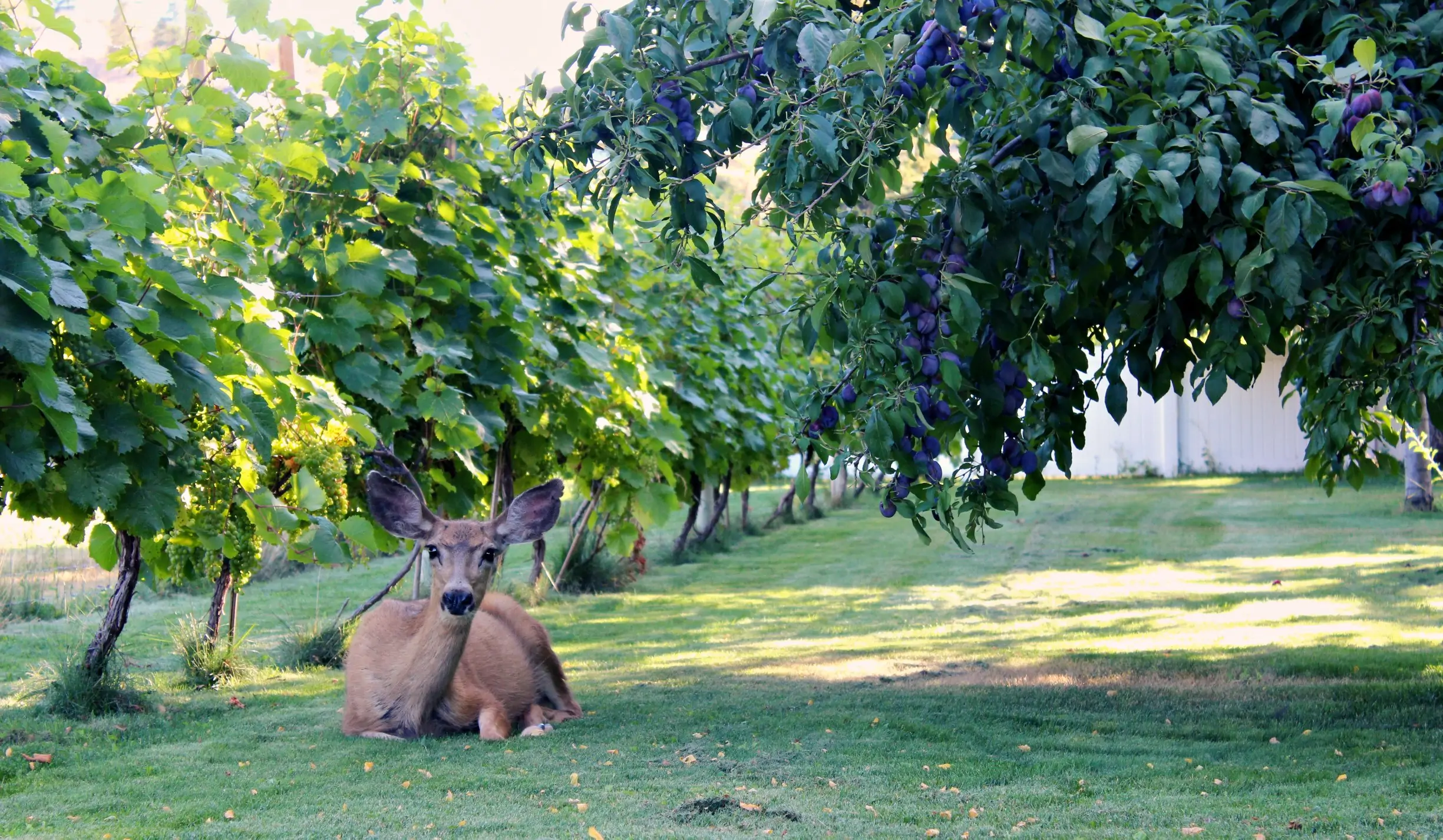 alice_and_shmont / Instagram / Osoyoos