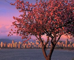 Чем насладиться весной в Ванкувере? (подборка невероятно красивых мест)