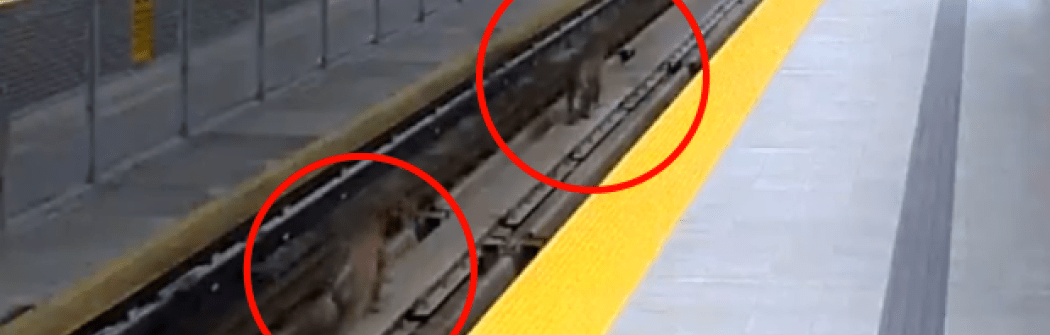 Две пумы были замечены на ветке метро в Канаде (ВИДЕО)