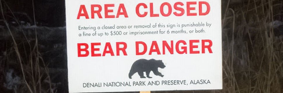 медведи в канаде