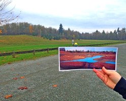 Региональный парк Олдергроув (Aldergrove Regional Park)