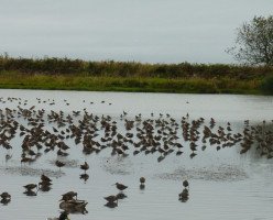Птичий заповедник Рэифел (Reifel Bird Sanctuary)