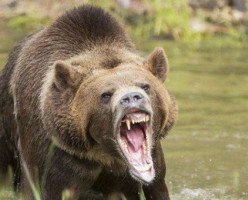 В Британской Колумбии запретили охоту на медведей гризли