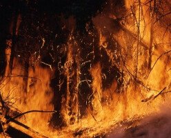 Сотни людей эвакуированы из-за лесного пожара в Британской Колумбии