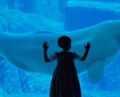 Ванкуверский Океанариум (The Vancouver Aquarium)