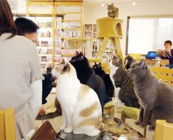 «Кошачье» кафе в Ванкувере пришлось временно закрыть из-за недостатка кошек