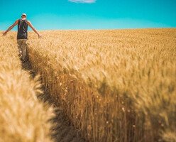 Зачем Канаде пилотная программа Agri-Food Immigration Program?