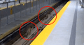Две пумы были замечены на ветке метро в Канаде (ВИДЕО)
