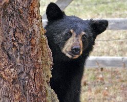 В Ванкувере теперь запрещены шумовые баллоны для отпугивания медведей