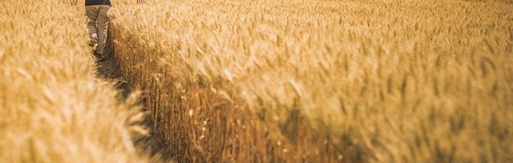 Зачем Канаде пилотная программа Agri-Food Immigration Program?