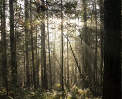 Канадцы разочарованы новой системой дневных пропусков BC Parks