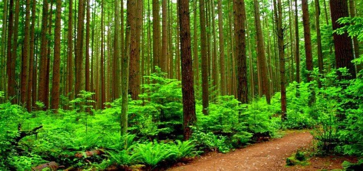 /place/regionalniy-park-pacific-spirit-720x340.jpg