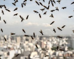 Летающие муравьи вернулись в Ванкувер