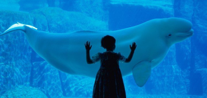 /place/o-VANCOUVER-AQUARIUM-WHALES-facebook-720x340.jpg