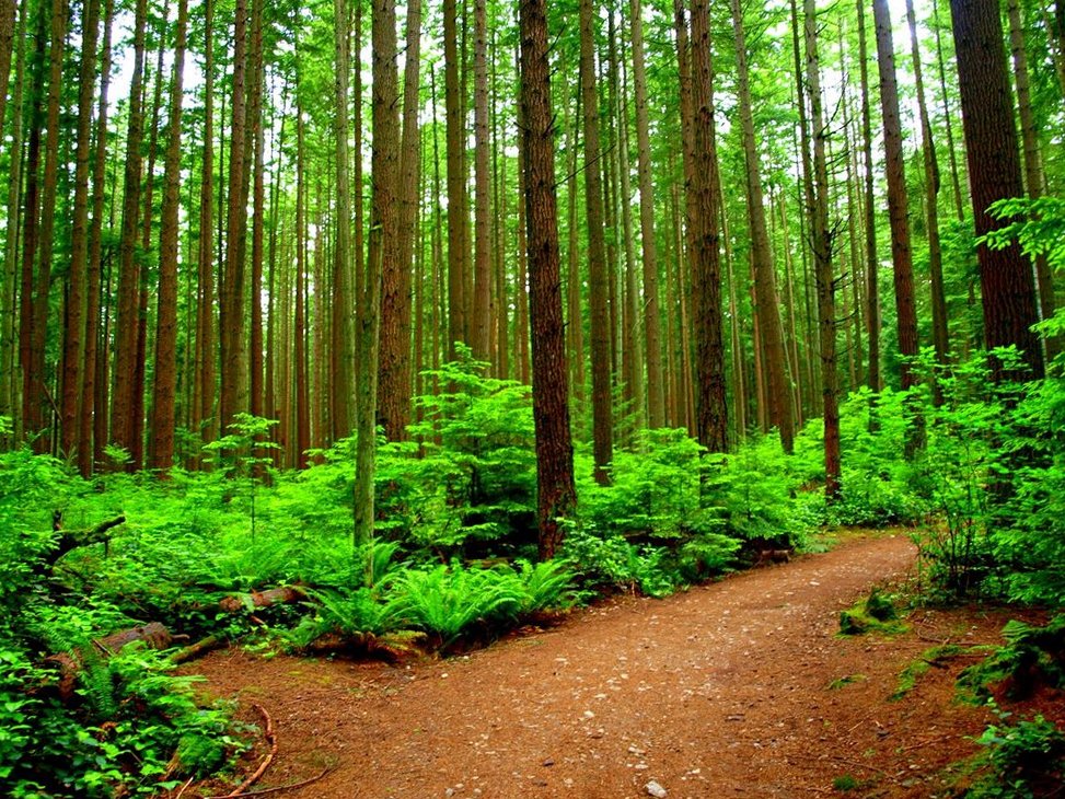 Региональный парк Пасифик спирит (Pacific Spirit Regional Park)