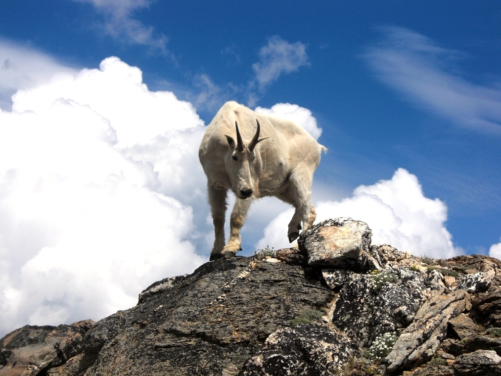 Гора Гоат (Goat Mountain)