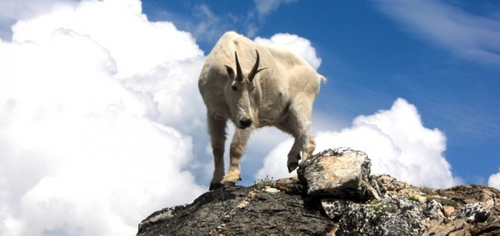 /place/gora_goat-720x340.jpg