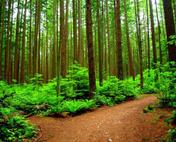 Региональный парк Пасифик спирит (Pacific Spirit Regional Park)