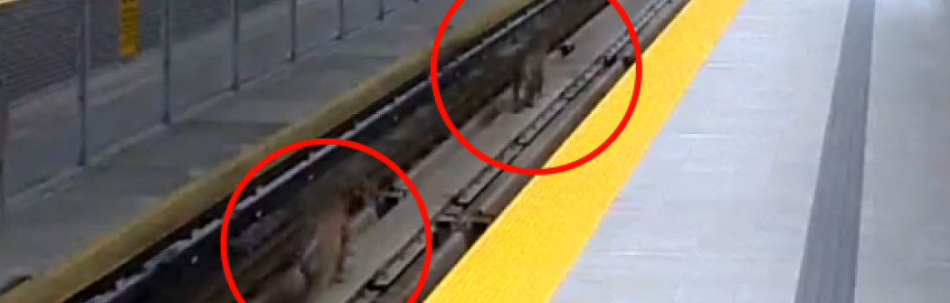 Две пумы были замечены на ветке метро в Канаде (ВИДЕО)