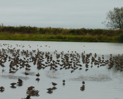 Птичий заповедник Рэифел (Reifel Bird Sanctuary)