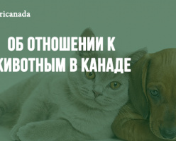 Об отношении к животным в Канаде