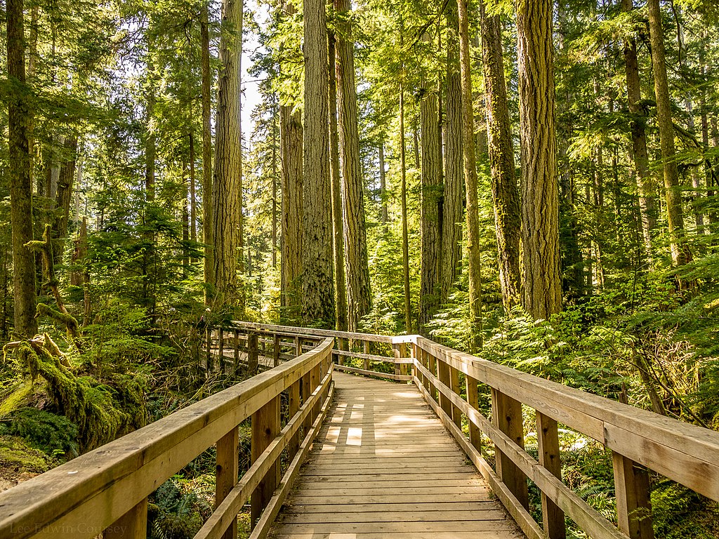 Cathedral Grove