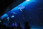 Ванкуверский Океанариум (The Vancouver Aquarium)