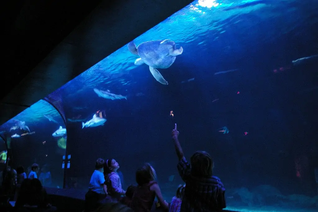 Ванкуверский Океанариум (The Vancouver Aquarium)