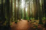 Региональный парк Пасифик спирит (Pacific Spirit Regional Park)