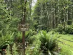 Тропа к древним кедрам (Ancient Cedars Trail)