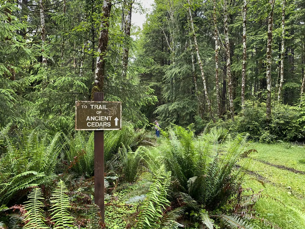 Тропа к древним кедрам (Ancient Cedars Trail)