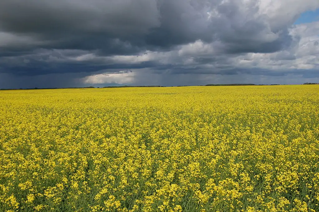 Canola_field