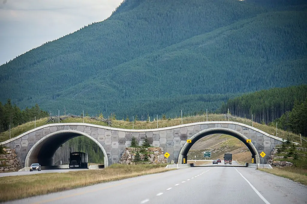В Канаде есть самые безопасные шоссе (для животных)