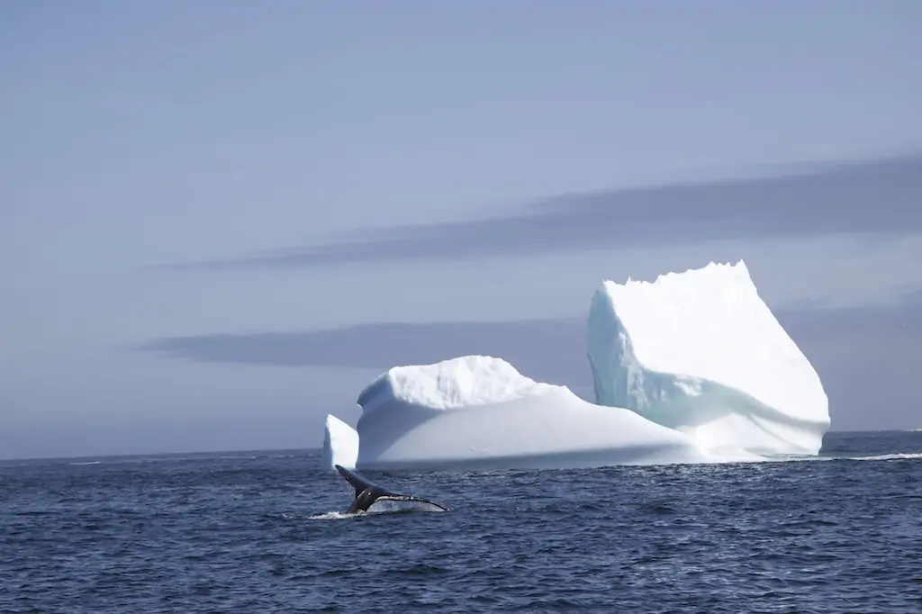 В провинции Ньюфаундленд и Лабрадор «подбирают» айсберги