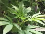 Сложно ли получить медицинскую карточку для покупки марихуаны в Канаде?