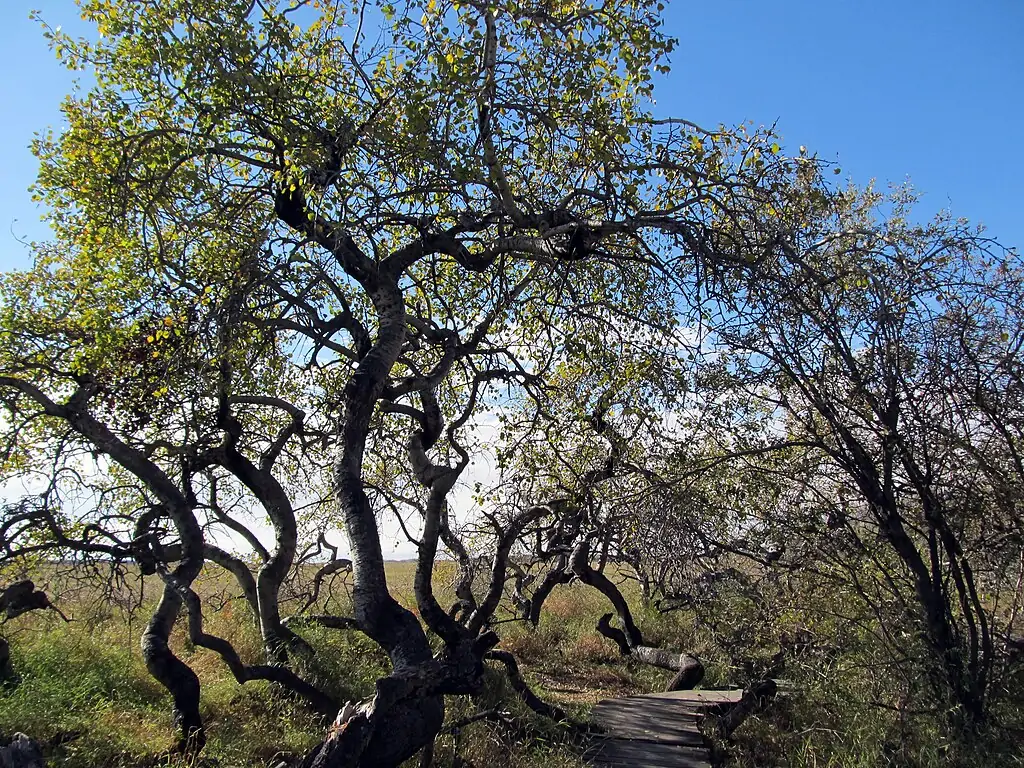 10. Корявая роща