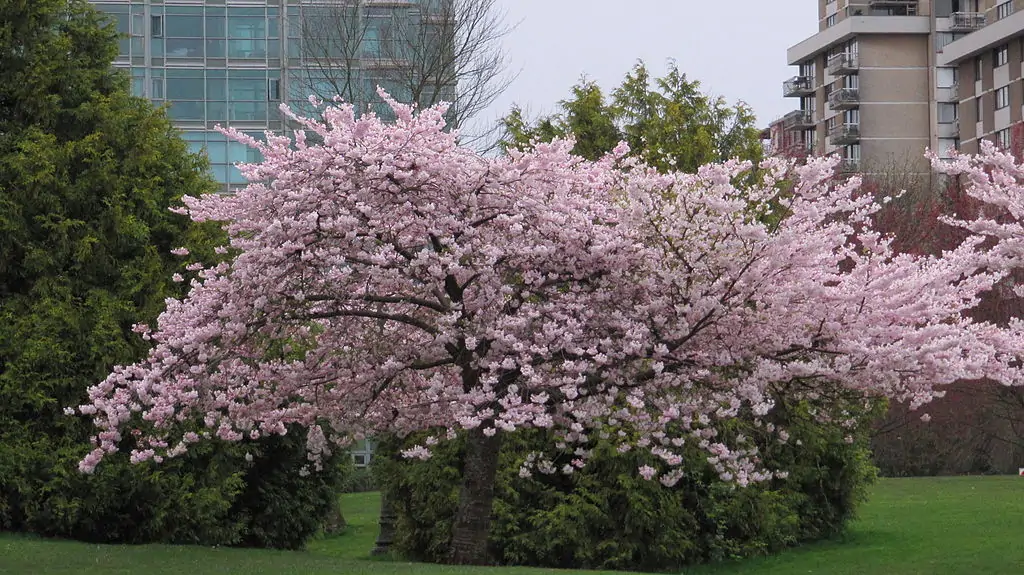Вест Энд, Стэнли Парк (West End, Stanley Park)