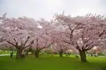 Чем насладиться весной в Ванкувере? (подборка невероятно красивых мест)