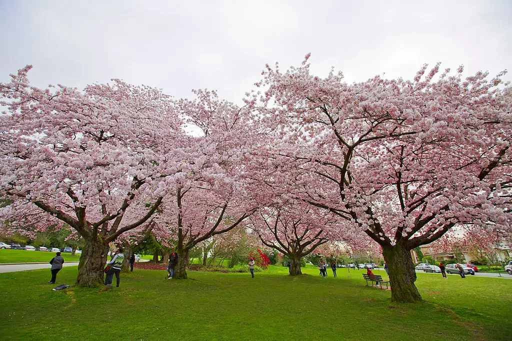 Парк Королевы Элизабет (Queen Elizabeth Park)
