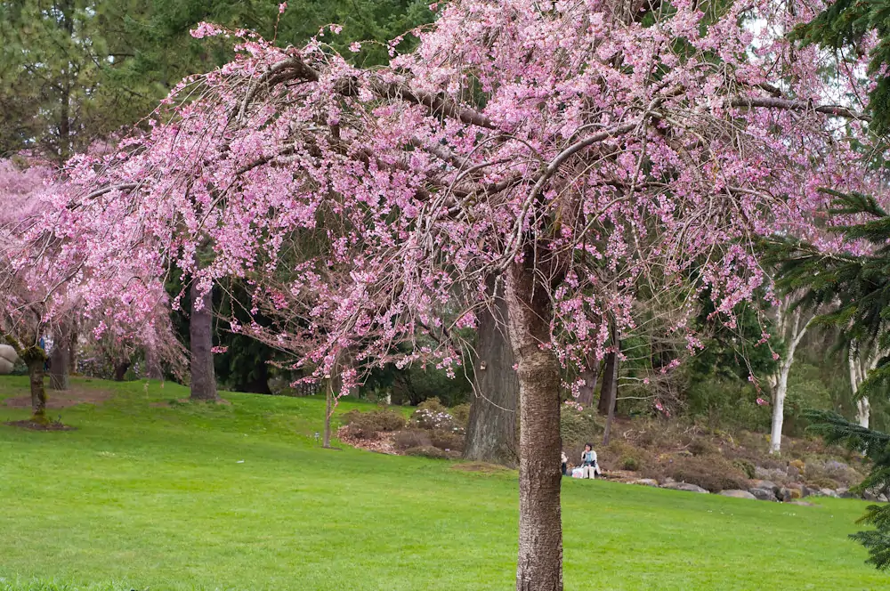 Ботанический сад ВанДусен (VanDusen Botanical Garden)