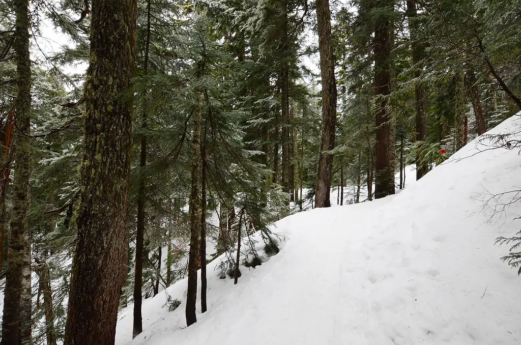 Dog Mountain на Mount Seymour