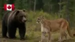 Дикие животные в Канаде