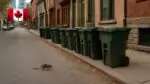 Крысы в Торонто