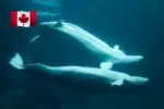 Канада отказала в экспорте белух: что будет с животными