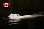 белый бобер