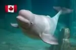канадский парк угрожает усыпить белух